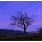 Baum neben zwei Sträuchern