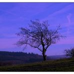 Baum neben zwei Sträuchern