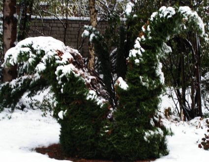 Baum nicht stark genug für Schnee - aus eins mach zwei