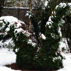 Baum nicht stark genug für Schnee - aus eins mach zwei