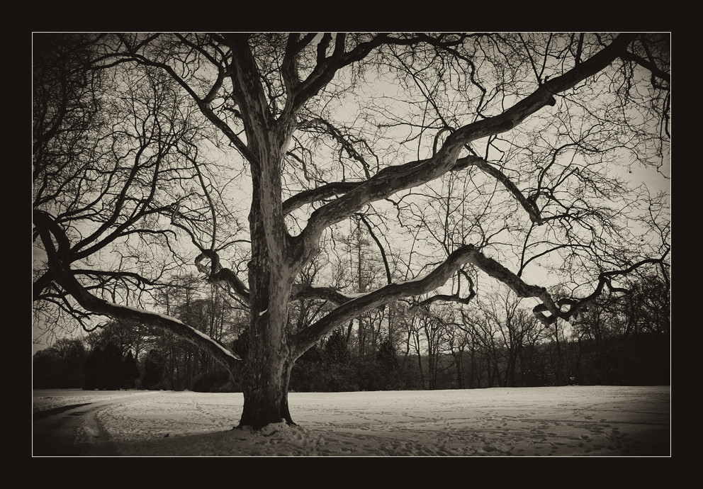 Baum Nostalgie