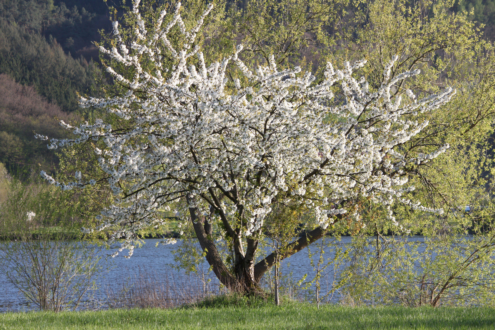 Baum oder Bäume