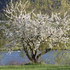 Baum oder Bäume