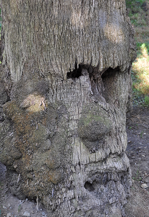 Baum oder Mensch