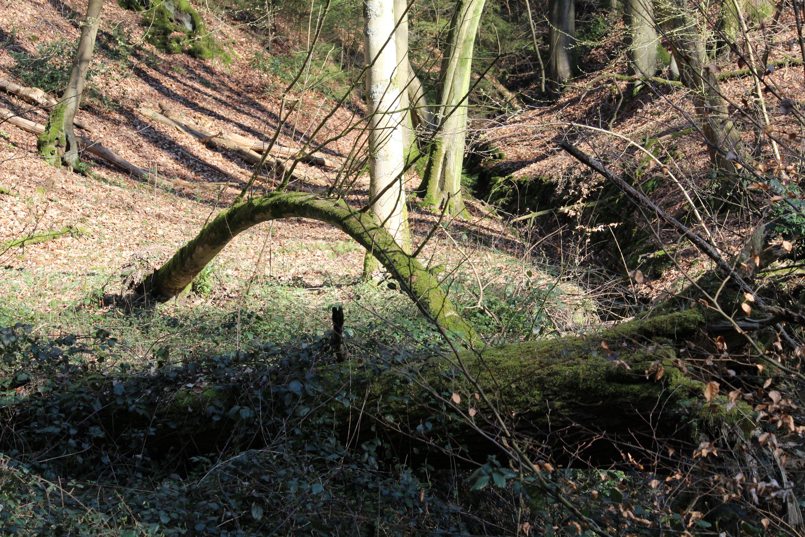 Baum oder Waldungeheuer