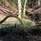 Baum oder Waldungeheuer