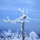 Baum oder Wegweiser?