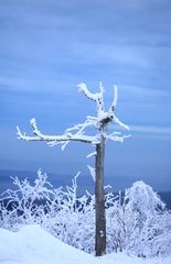 Baum oder Wegweiser?