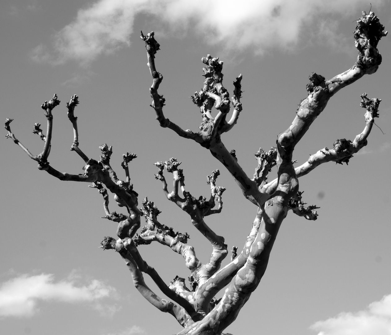 Baum ohne Blätter