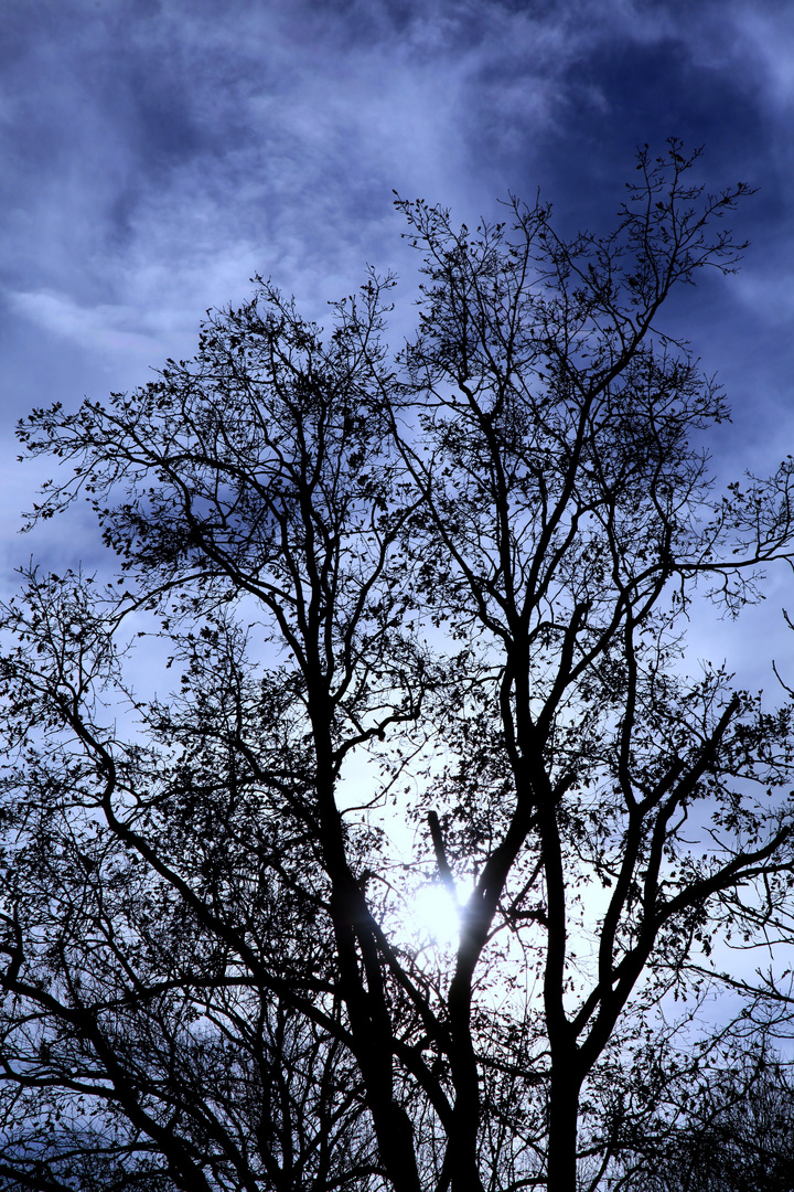 Baum ohne Blätter