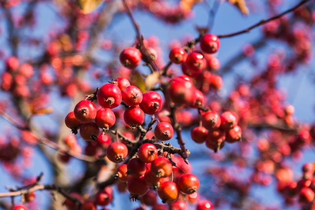 Baum ohne Blätter aber mit Früchte