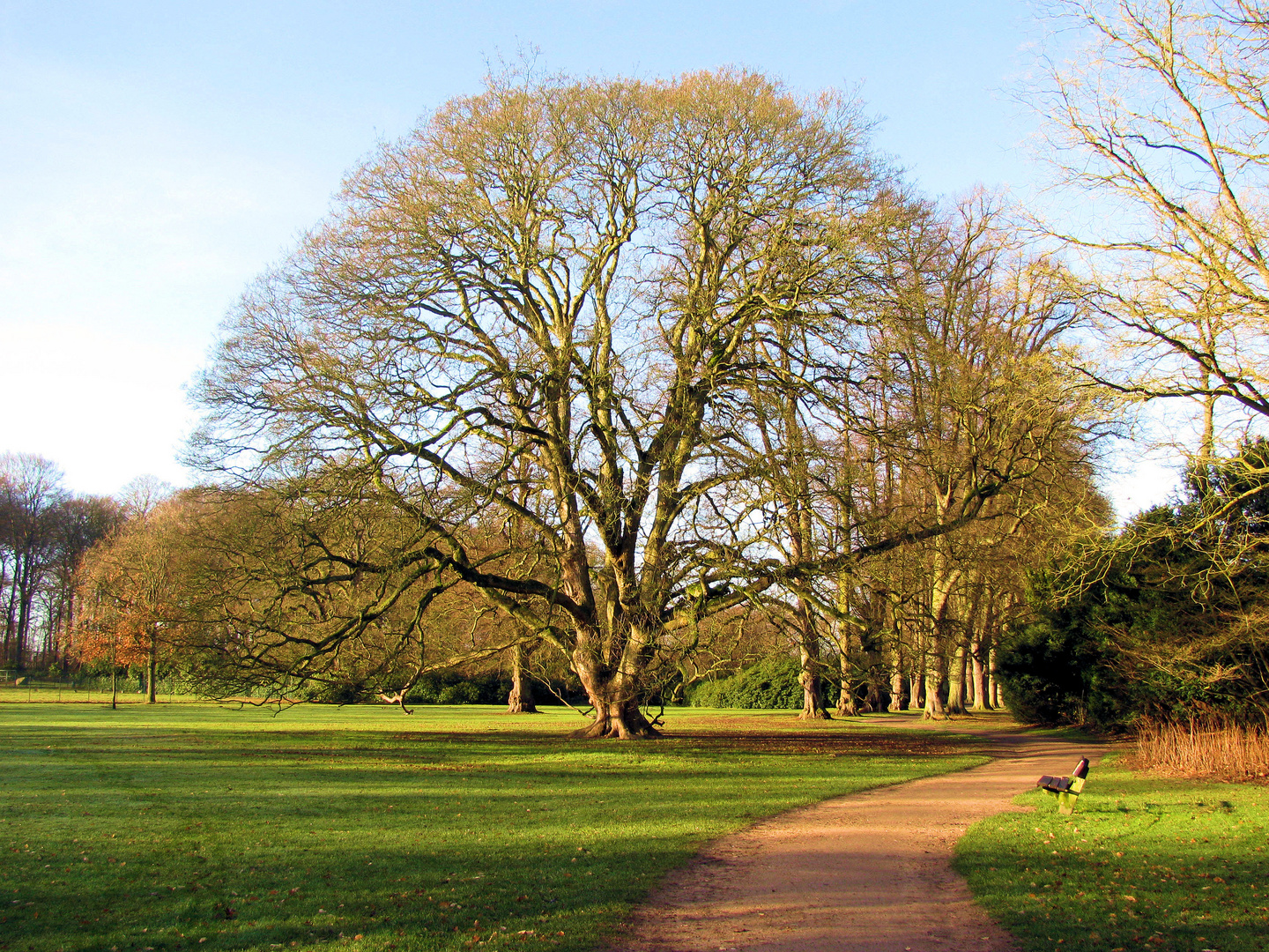 Baum ohne Blätter im Spätherbst