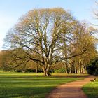 Baum ohne Blätter im Spätherbst