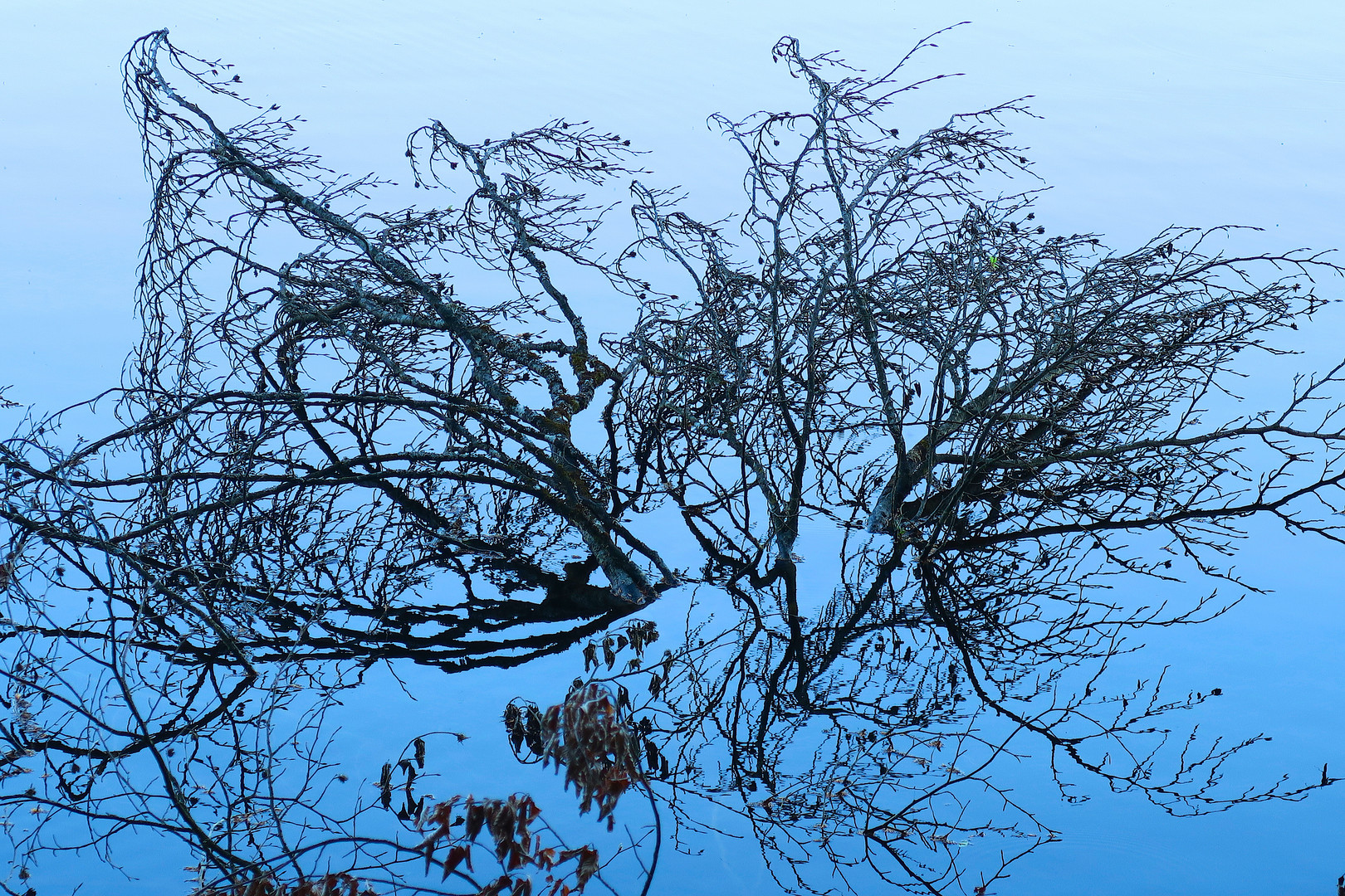 Baum ohne Boden