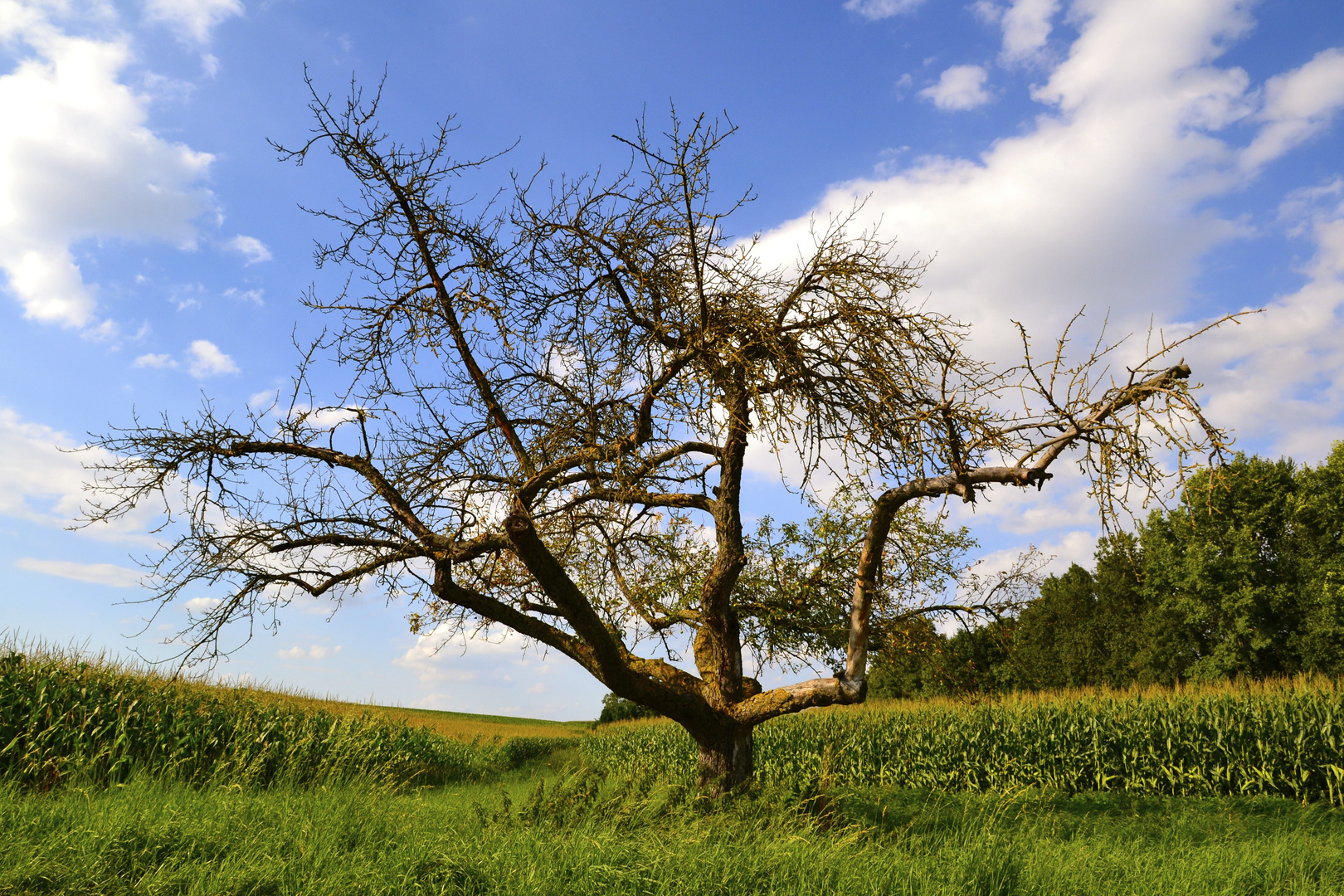 Baum ohne Laub Foto & Bild jahreszeiten, sommer, heimat Bilder auf