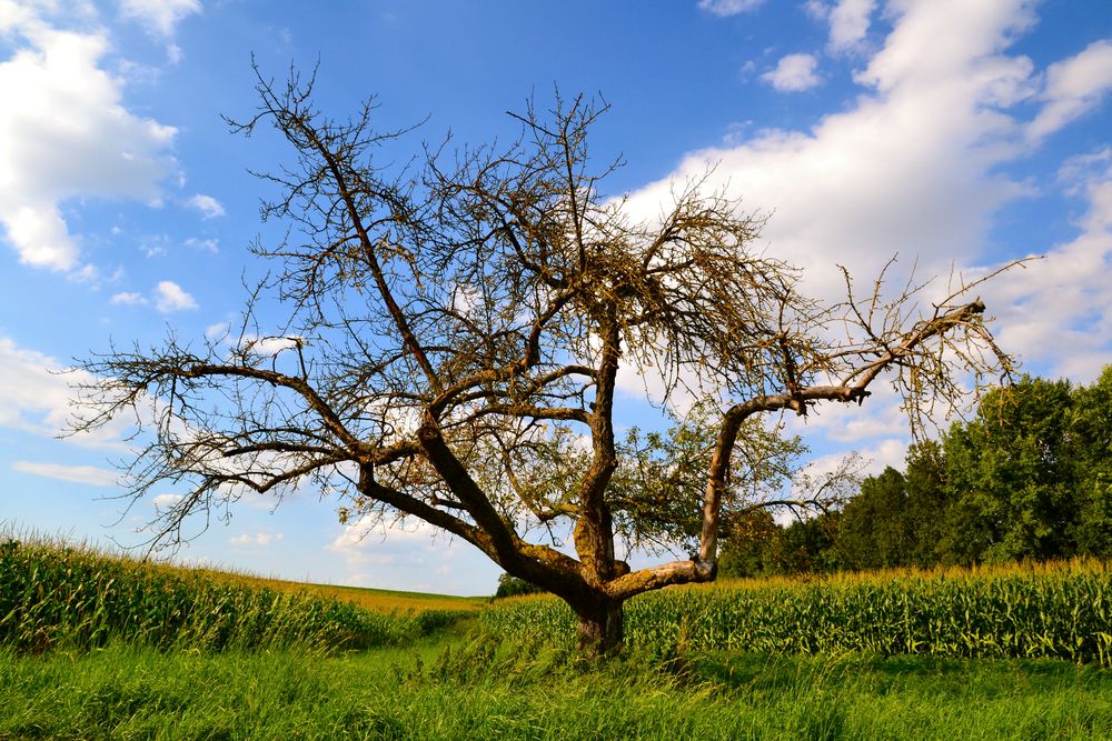 Baum ohne Laub Foto & Bild jahreszeiten, sommer, heimat Bilder auf