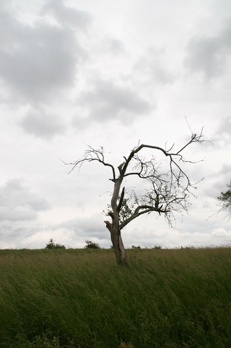 Baum ohne Leben