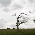 Baum ohne Leben