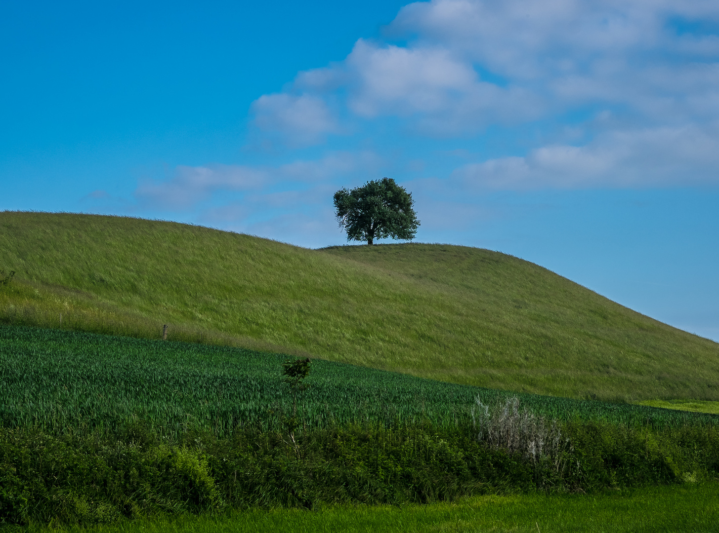 Baum (ohne Schnee)