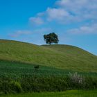 Baum (ohne Schnee)