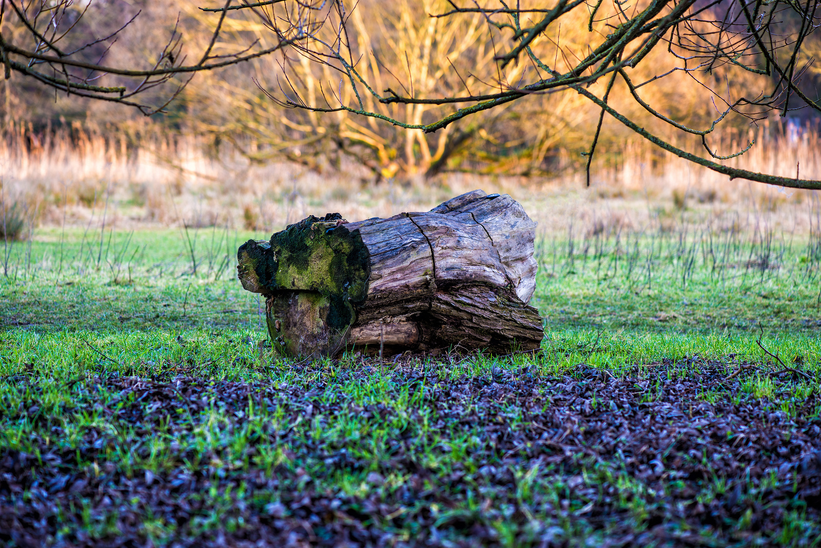 Baum ohne Stamm