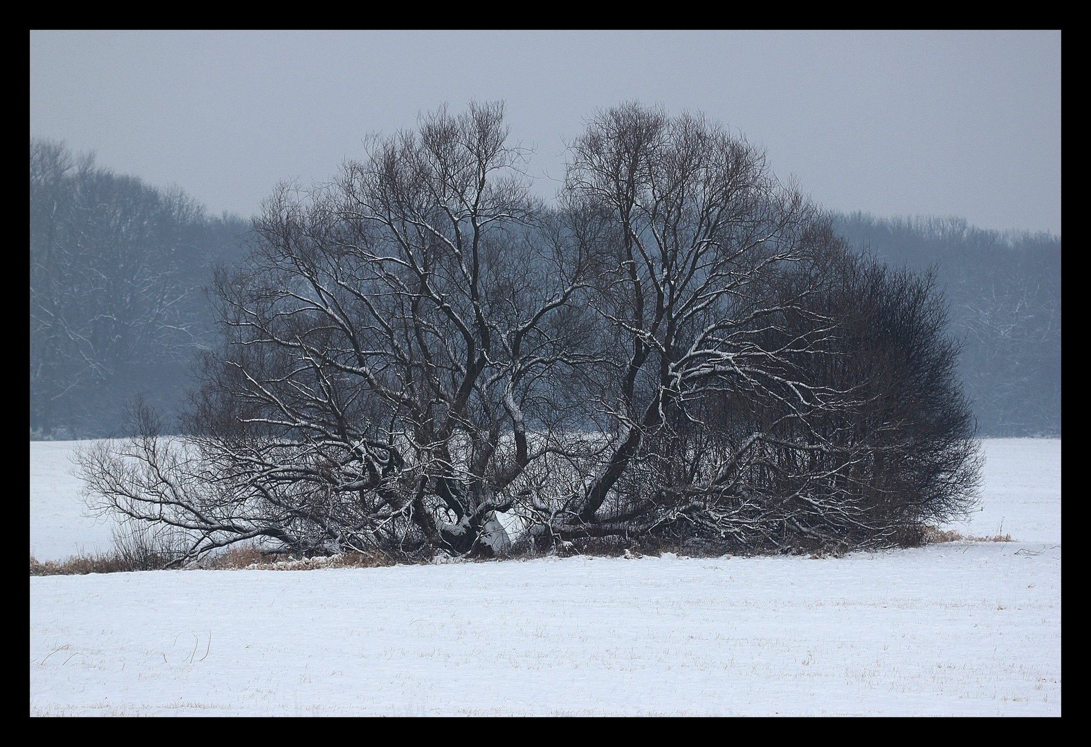 Baum ohne Stamm