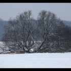 Baum ohne Stamm