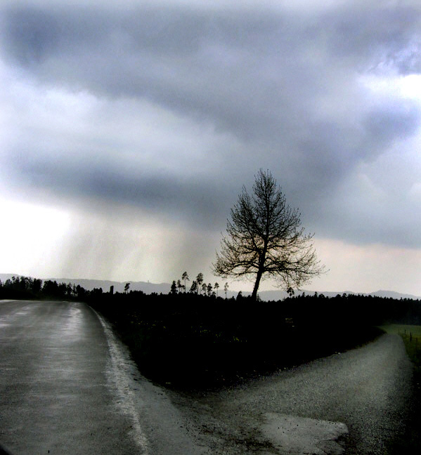 baum ohne vogel ..der letzte !