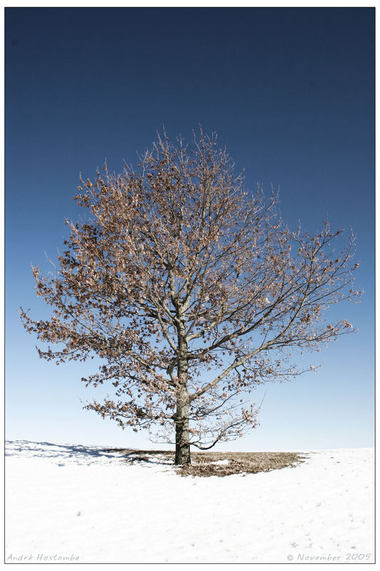 Baum Olympia Park