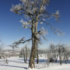 Baum on Ice