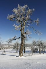 Baum on Ice