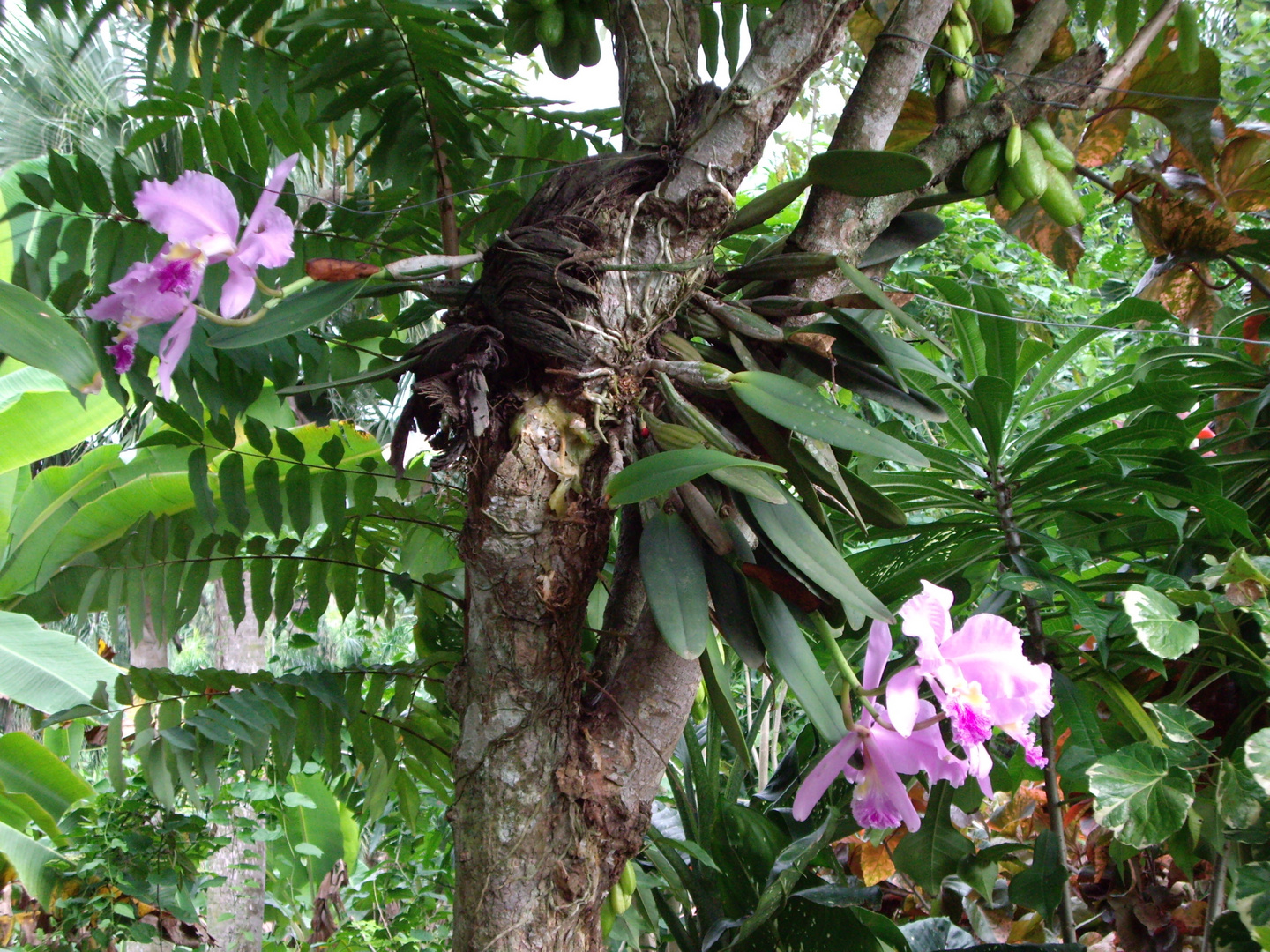 Baum orchidee
