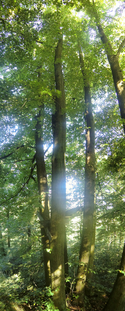 Baum-Panorama