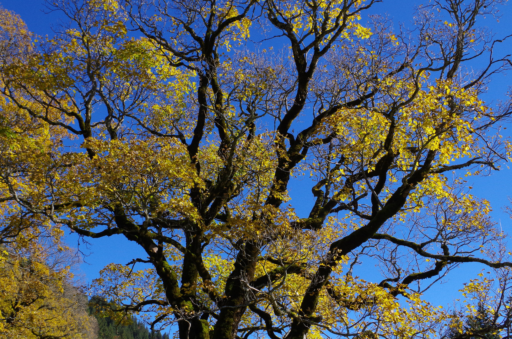 Baum-Persönlichkeit im Herbst