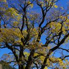 Baum-Persönlichkeit im Herbst