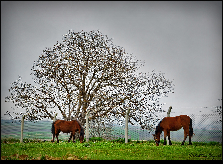 Baum & Pferde