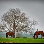 Baum & Pferde