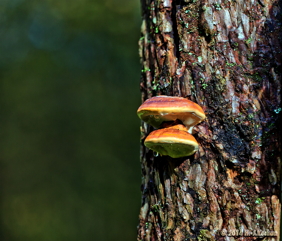 Baum-Pilz 1