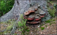 Baum - Pilz