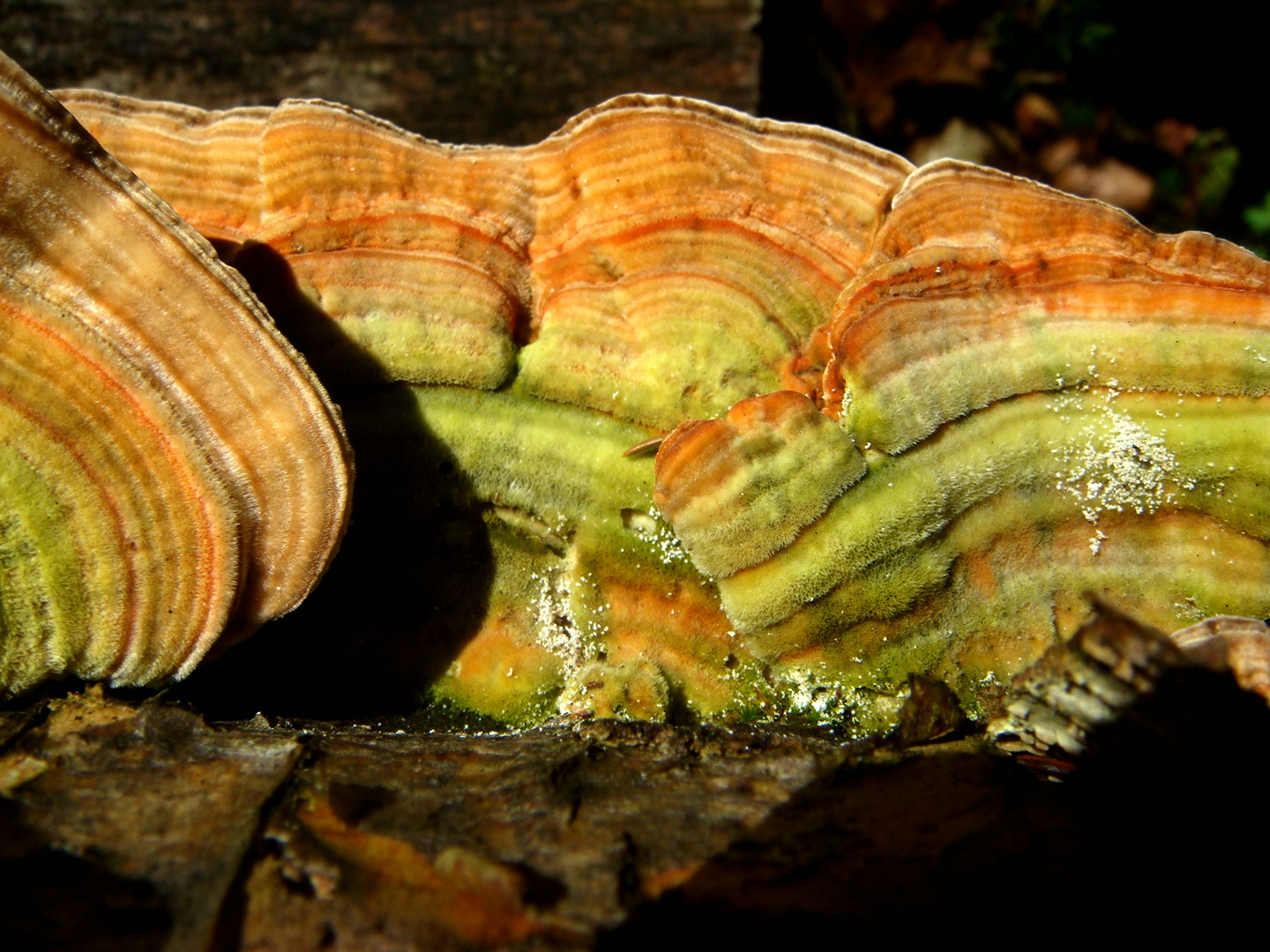 Baum Pilz