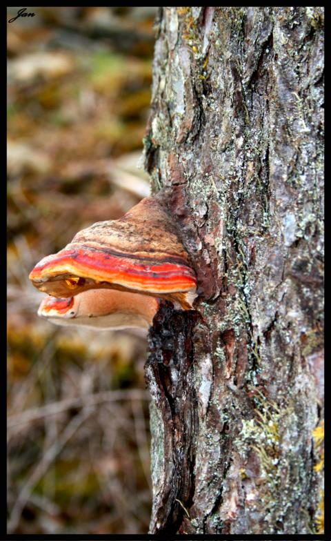 Baum-Pilz