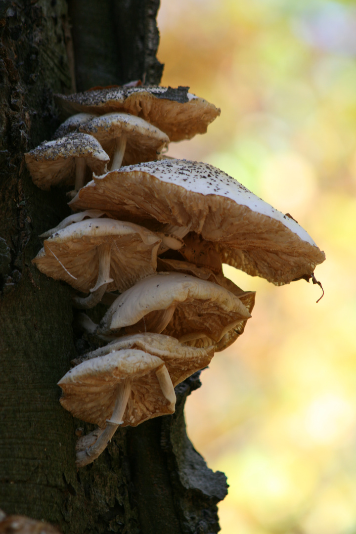 Baum-Pilze