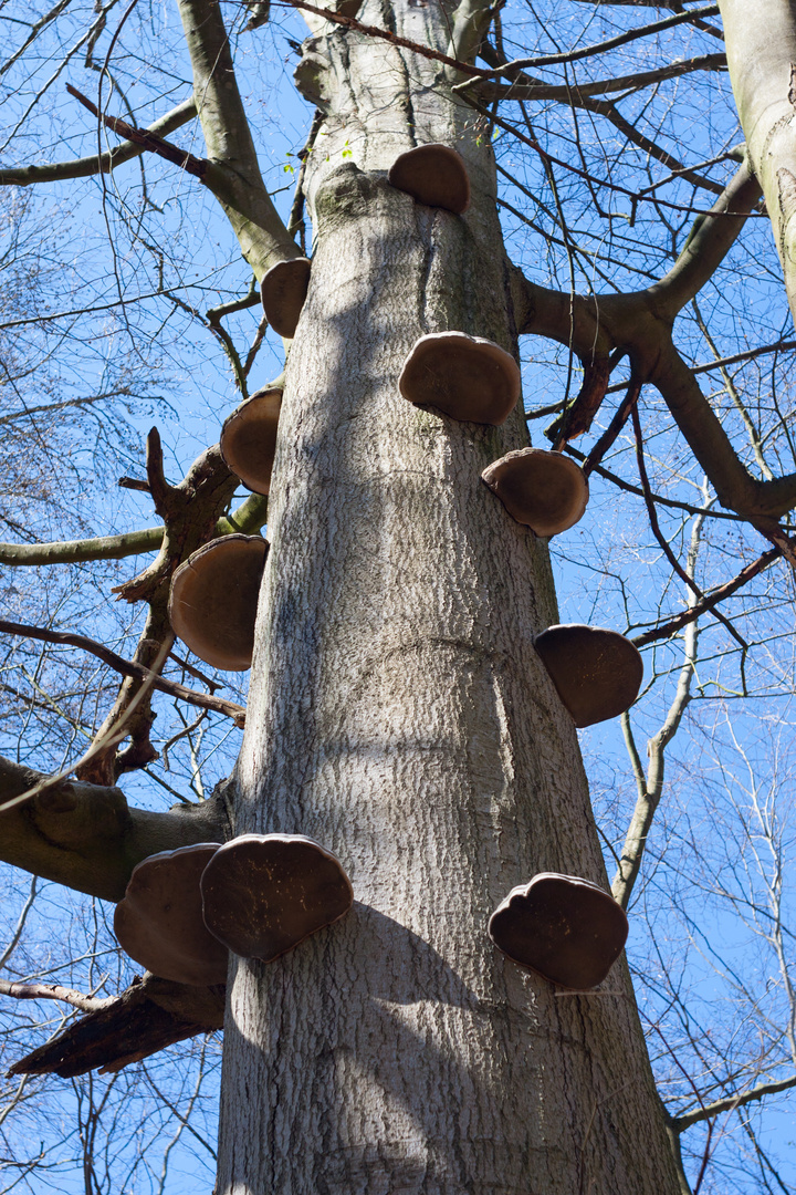 Baum Pilze