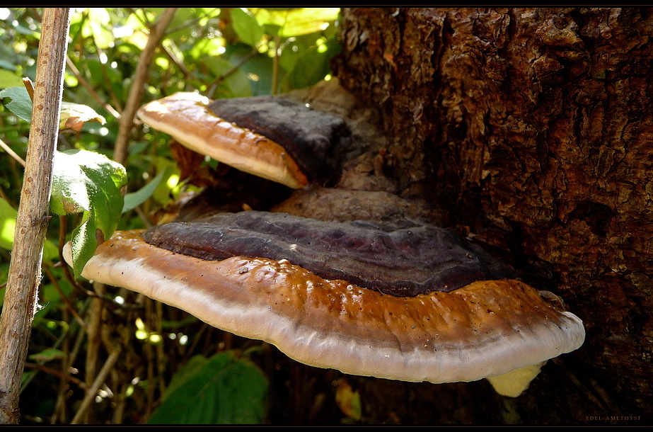 "Baum-Pilze"