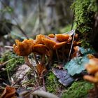 Baum Pilze im Winter