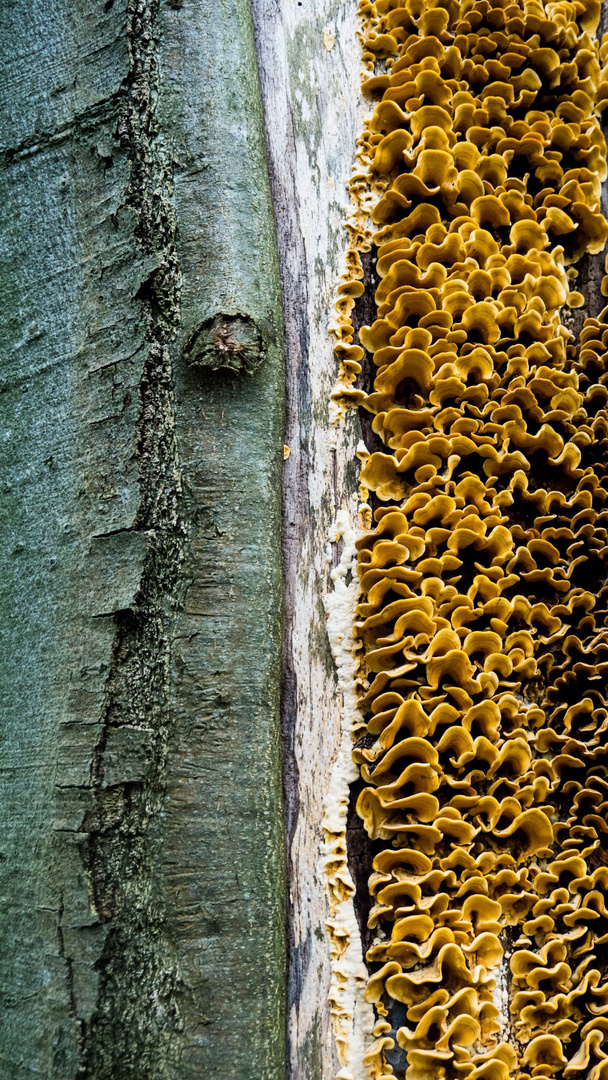 Baum plus Pilz gleich Baumpilz