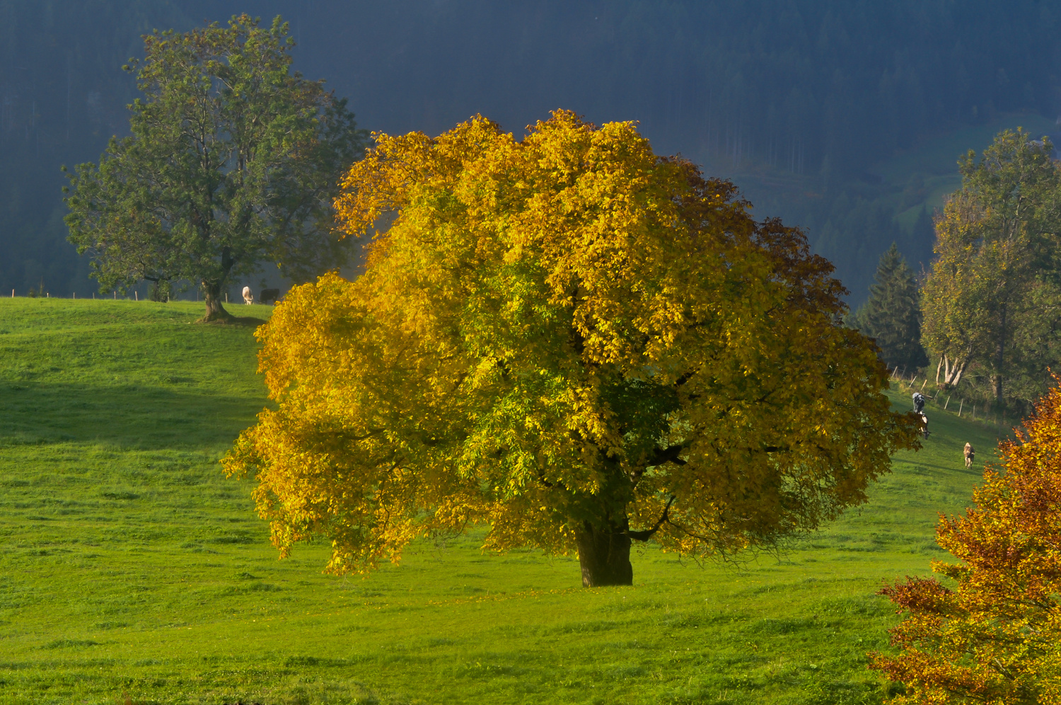 Baum Pracht