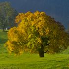 Baum Pracht