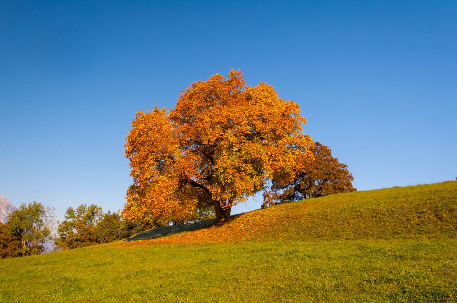 Baum Pracht Herbst