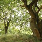 Baum Räume